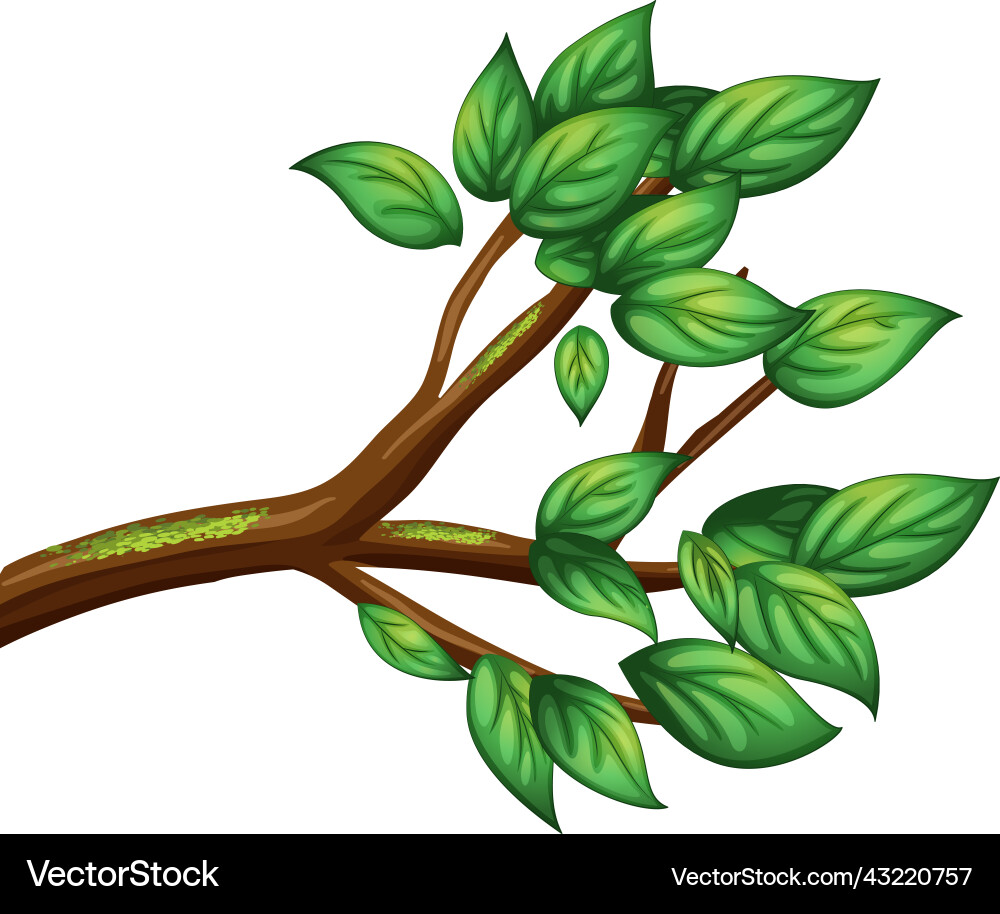 Tree branch isolated on white background Vector Image