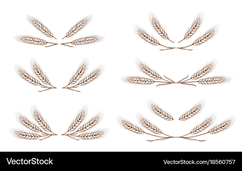 Wheat and Grain Elements vector image