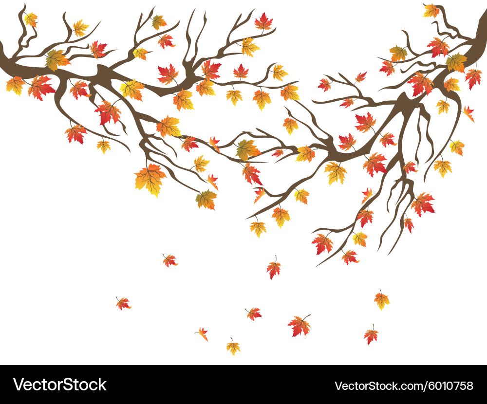 Maples tree falling background vector image