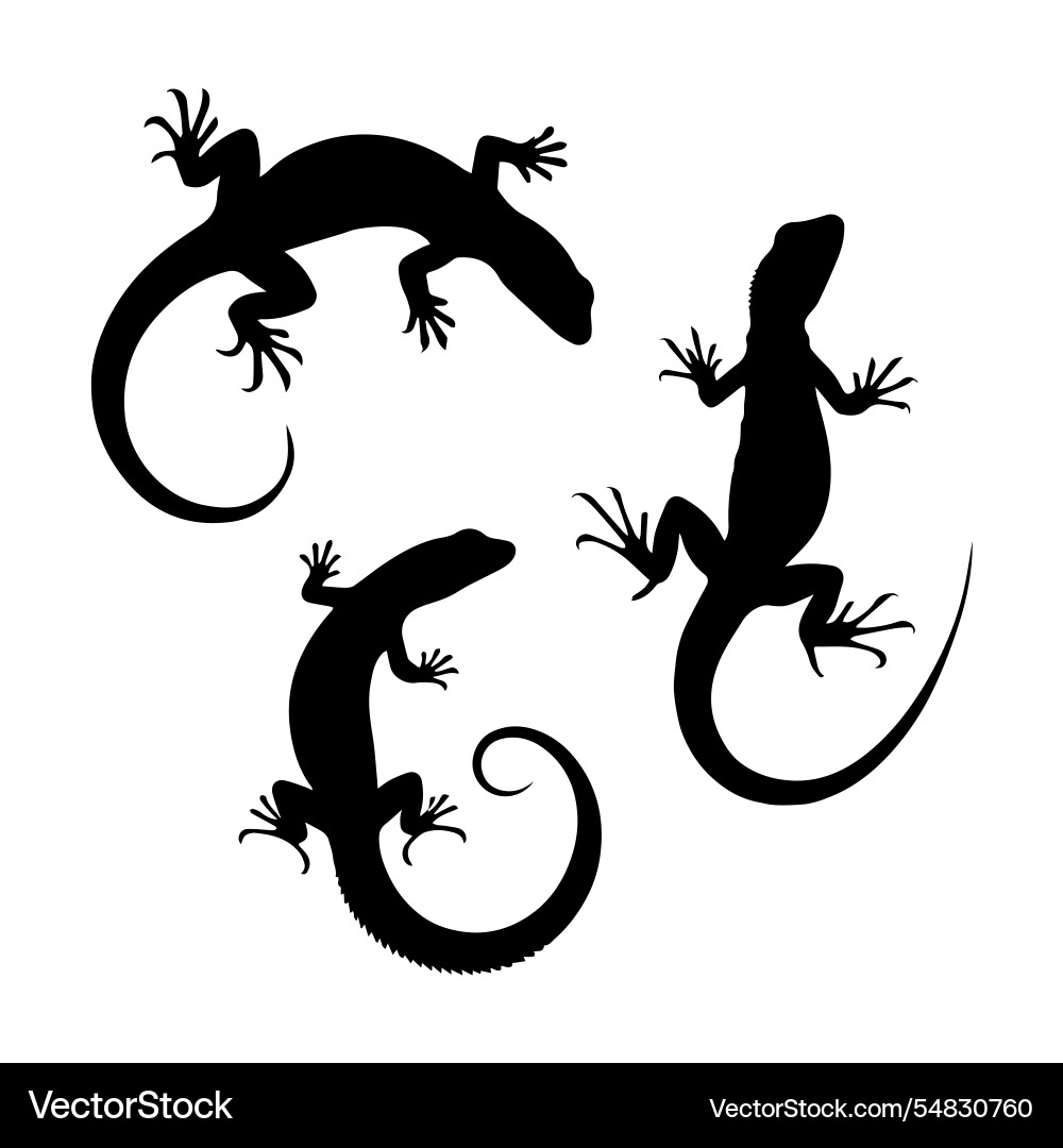 Lizard silhouette eps animal art Vector Image