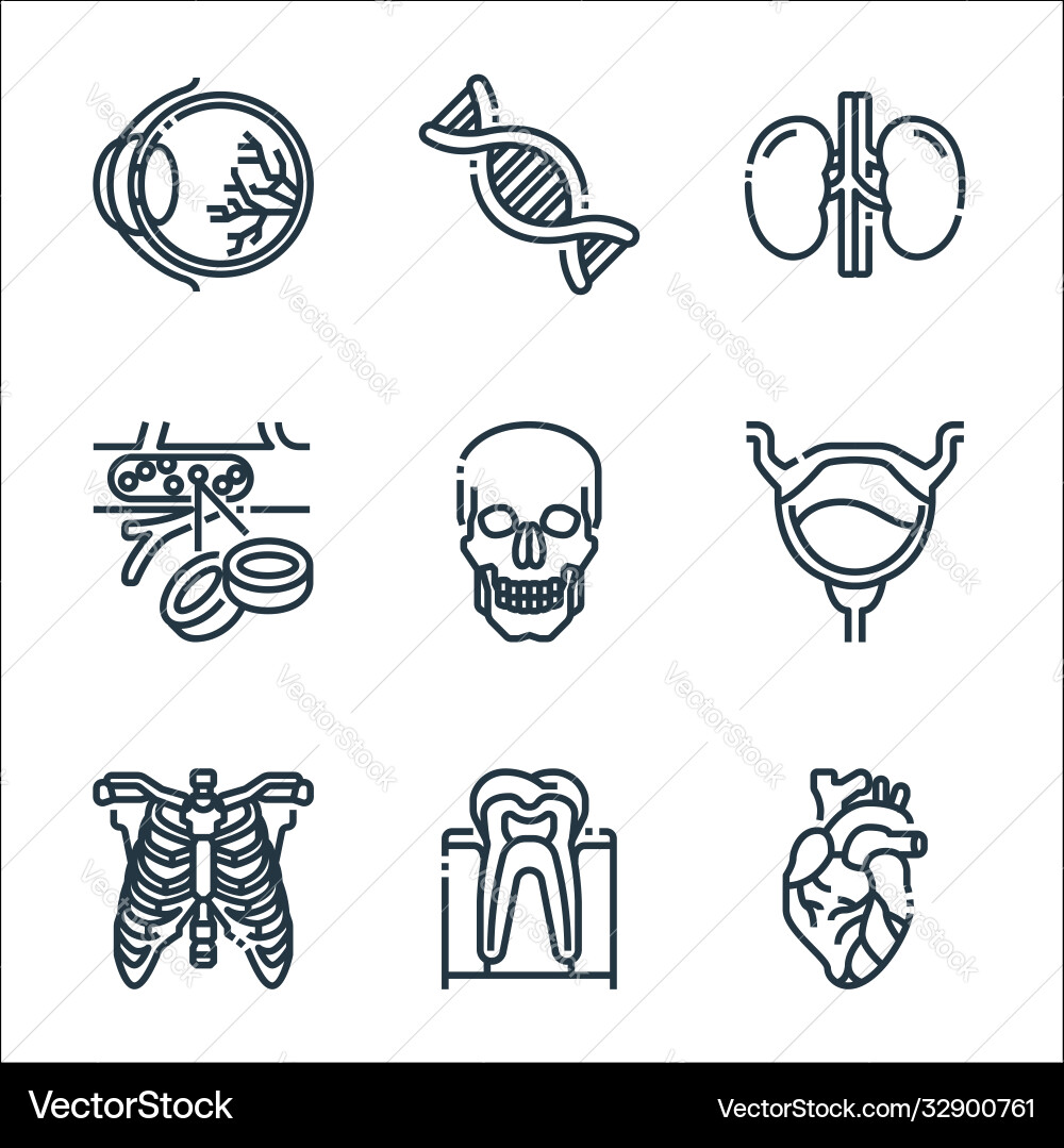 Human organs line icons linear set quality Human organs line icons linear set quality vector image
