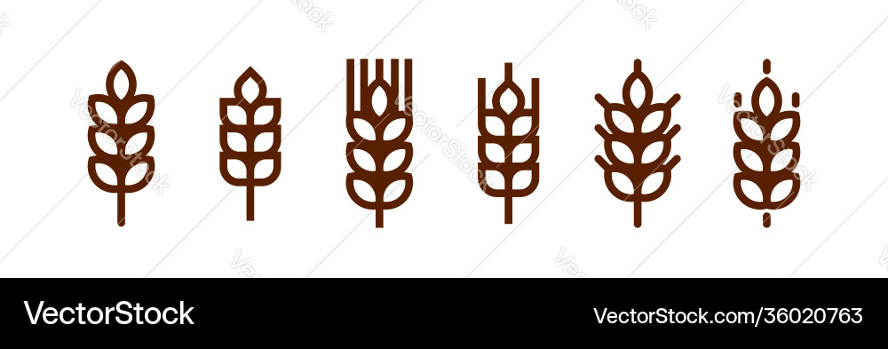 Barley spike or corn ear bakery bread vector image