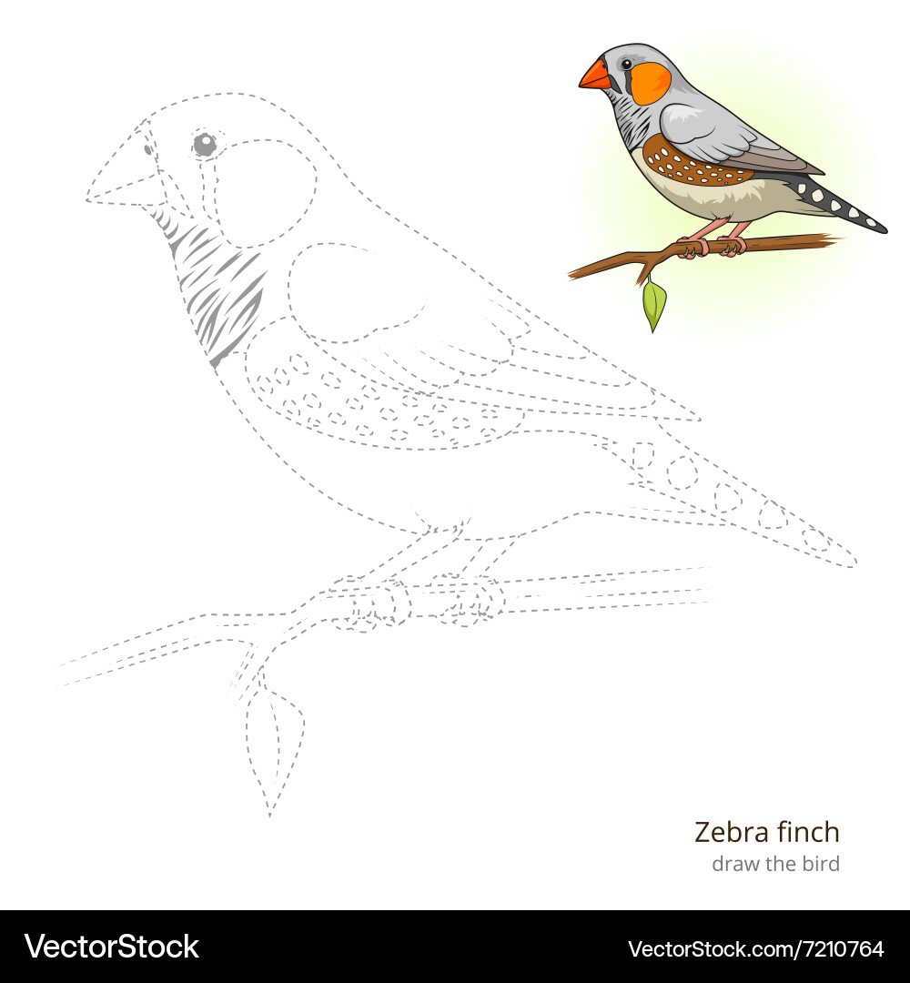Zebra finch bird learn to draw Vector Image