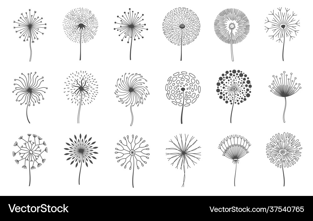 Dandelion flowers fluffy meadow flower with seeds Dandelion flowers fluffy meadow flower with seeds vector image