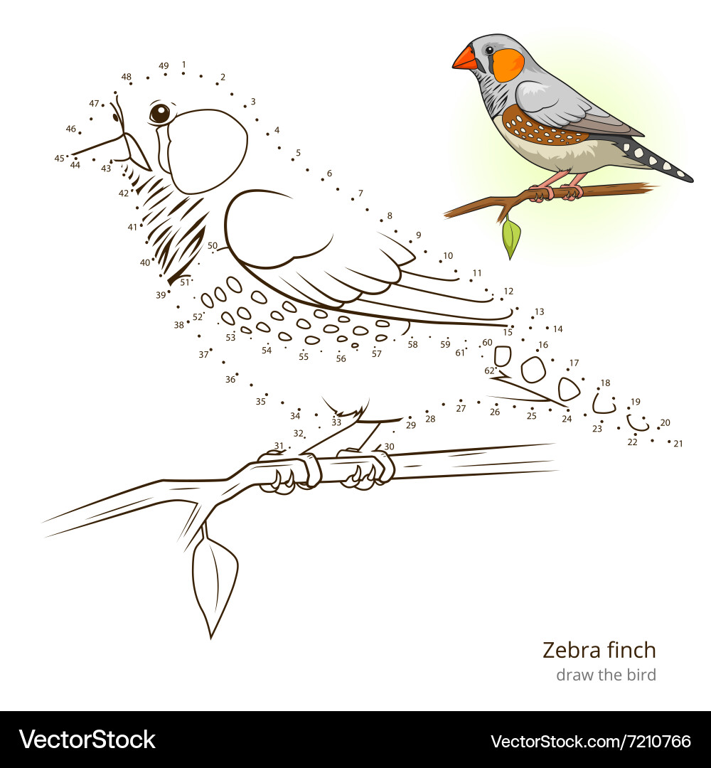 Zebra finch bird learn to draw Vector Image