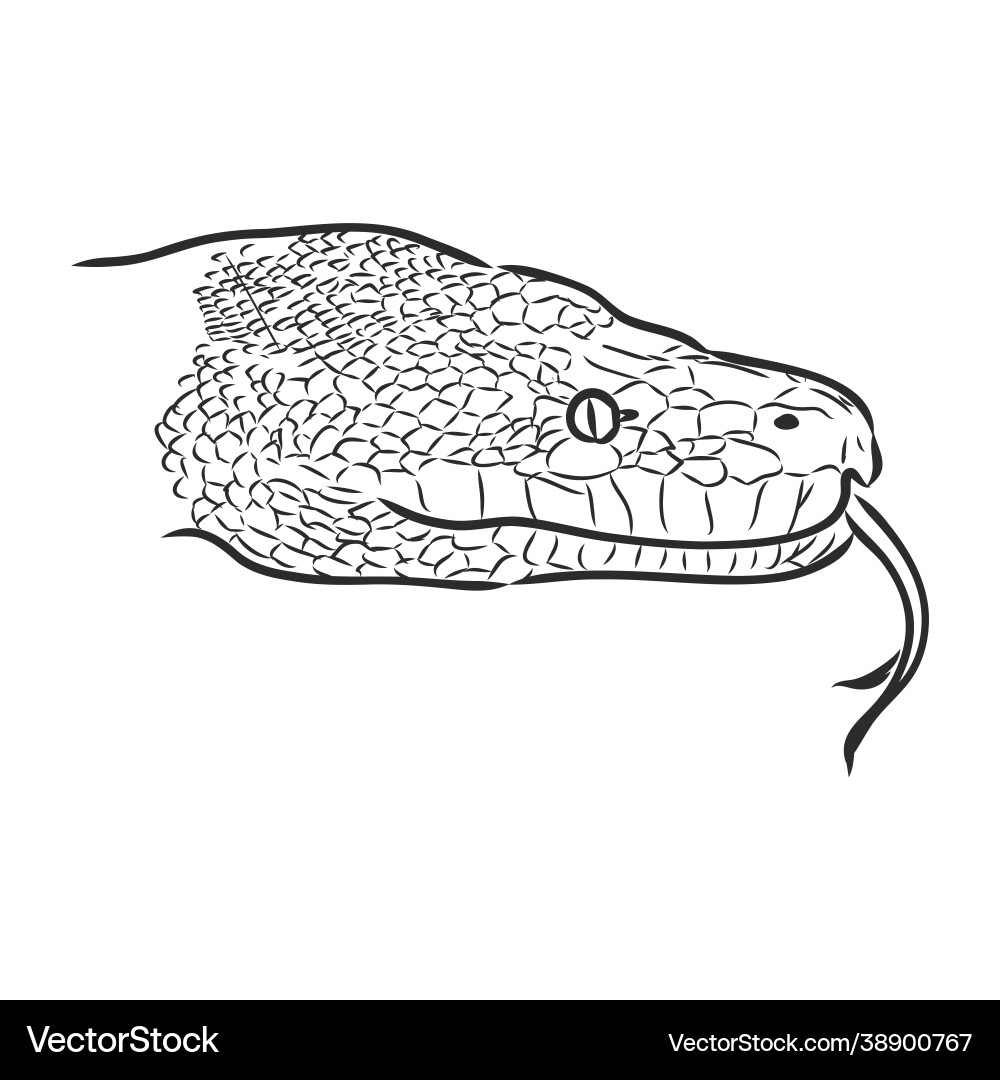 Black and white sketch a snake python Black and white sketch a snake python vector image