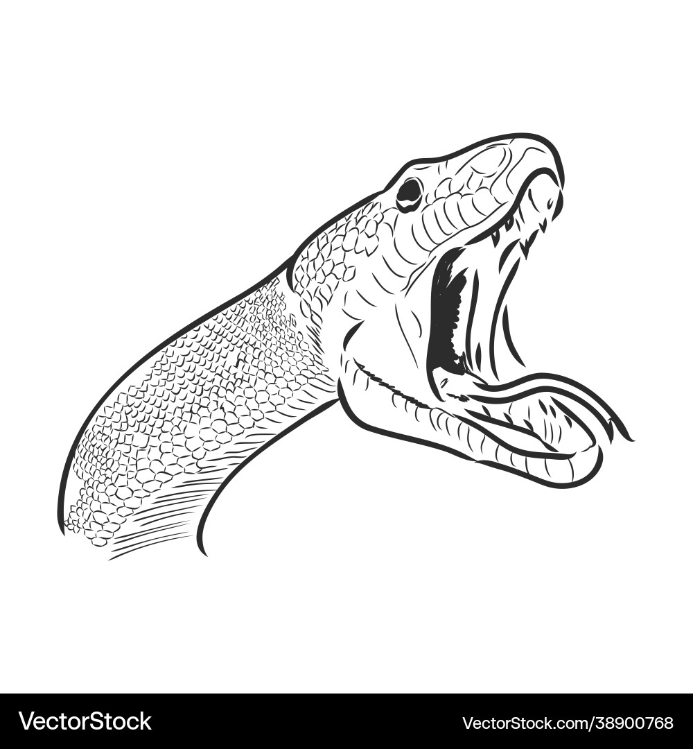 Black and White Snake Sketch vector image