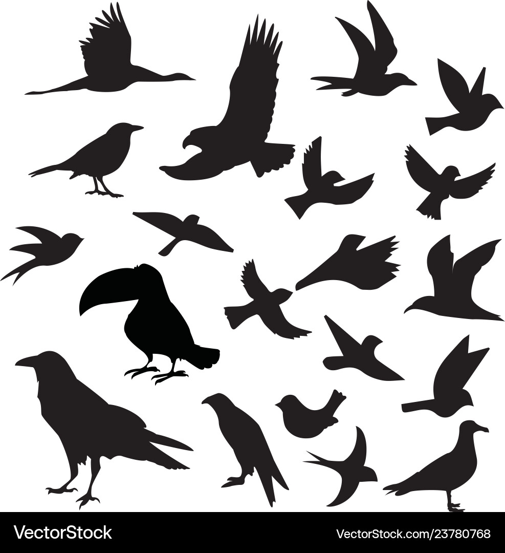 Dark Bird Silhouettes Vector Image