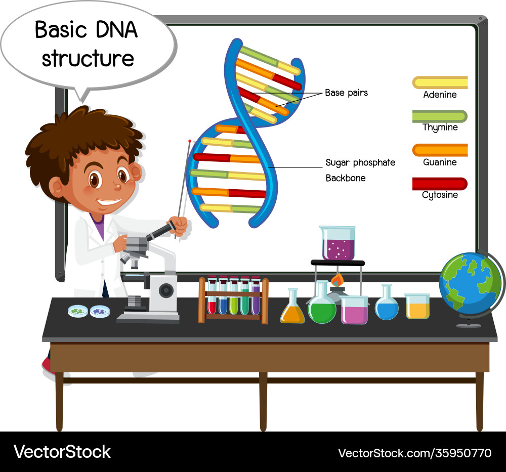 Young scientist explaining basic dna structure Vector Image