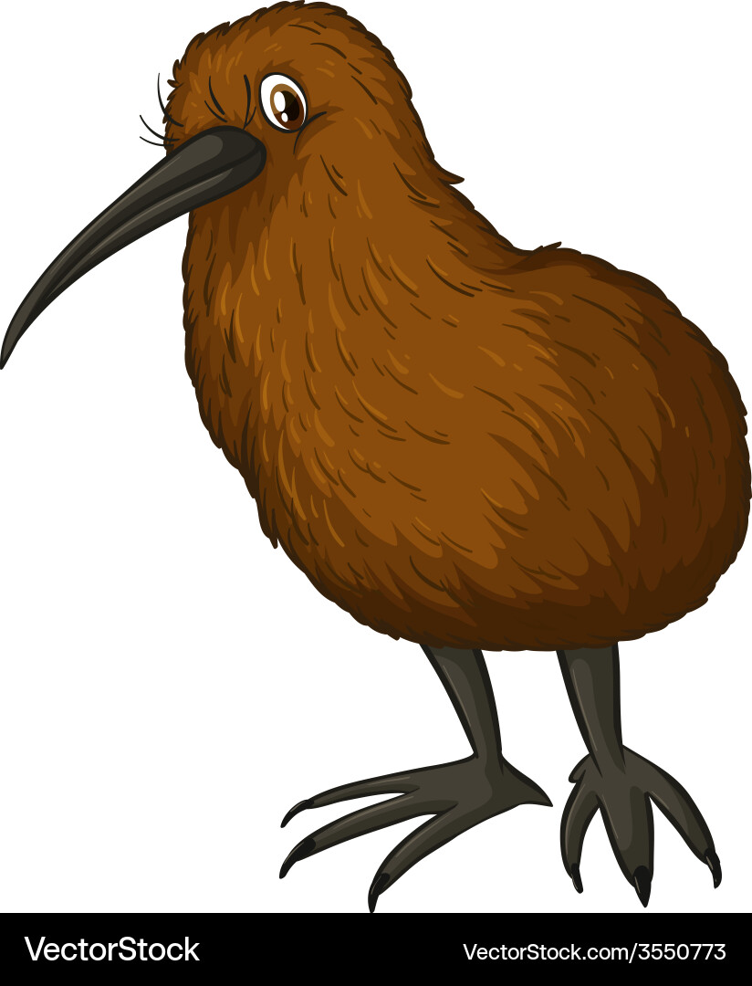 Kiwi Bird Close-Up Vector Image