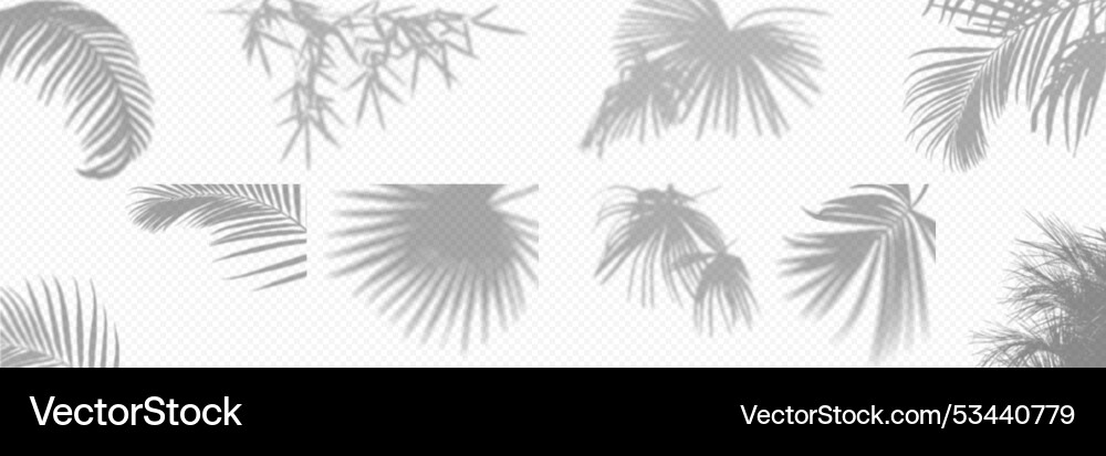 Shadow overlay from a palm tree branch isolated Vector Image