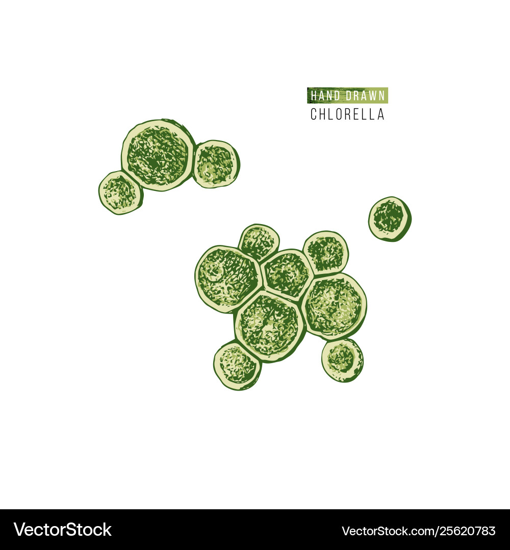 Chlorella Algae Zeichnung Vektorbild