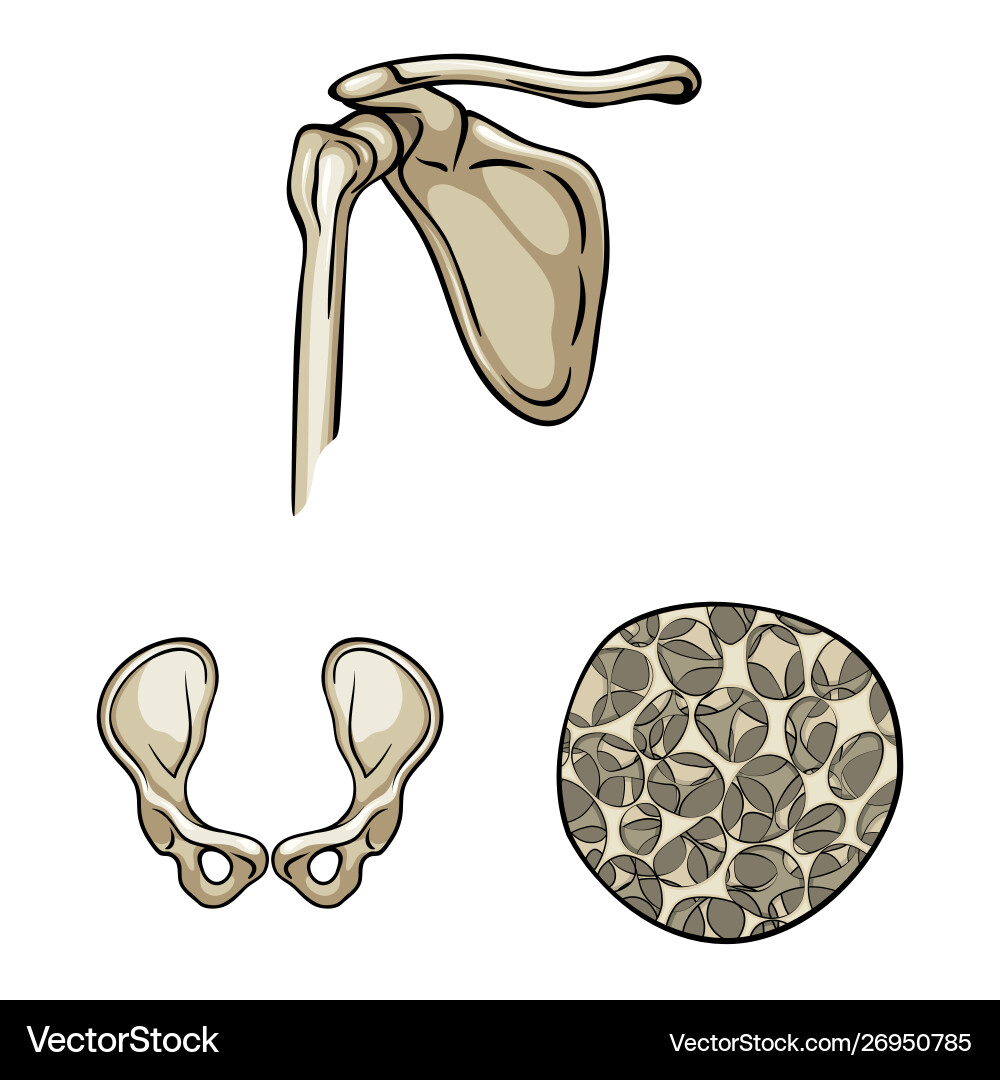 Isolated object bone and skeleton icon set Isolated object bone and skeleton icon set vector image