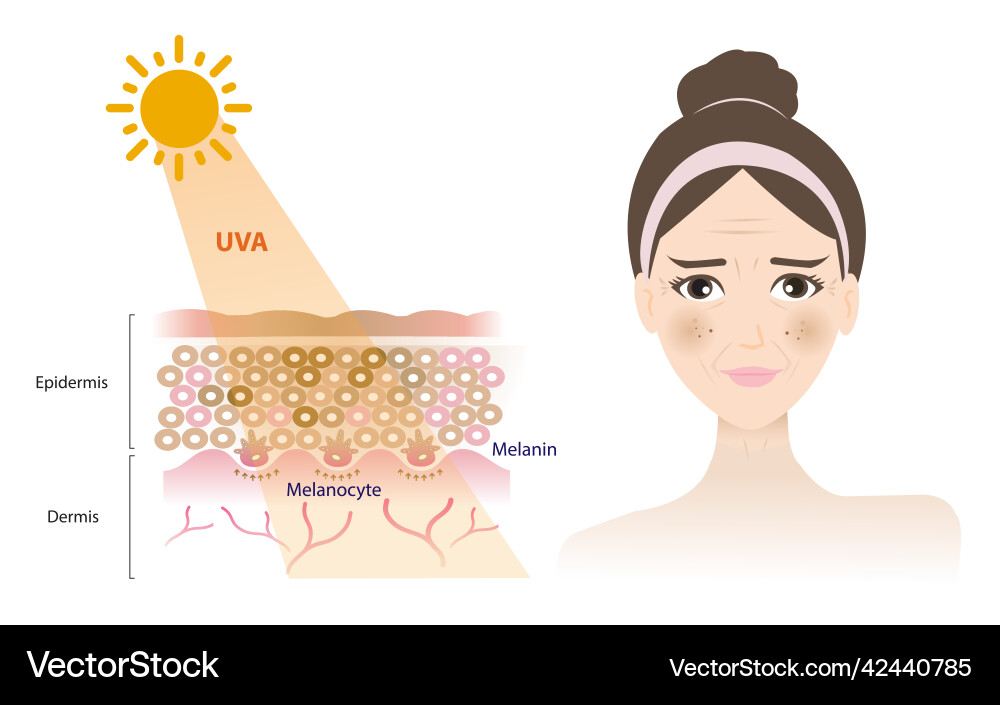 Uva rays penetrate into the skin layer Uva rays penetrate into the skin layer vector image