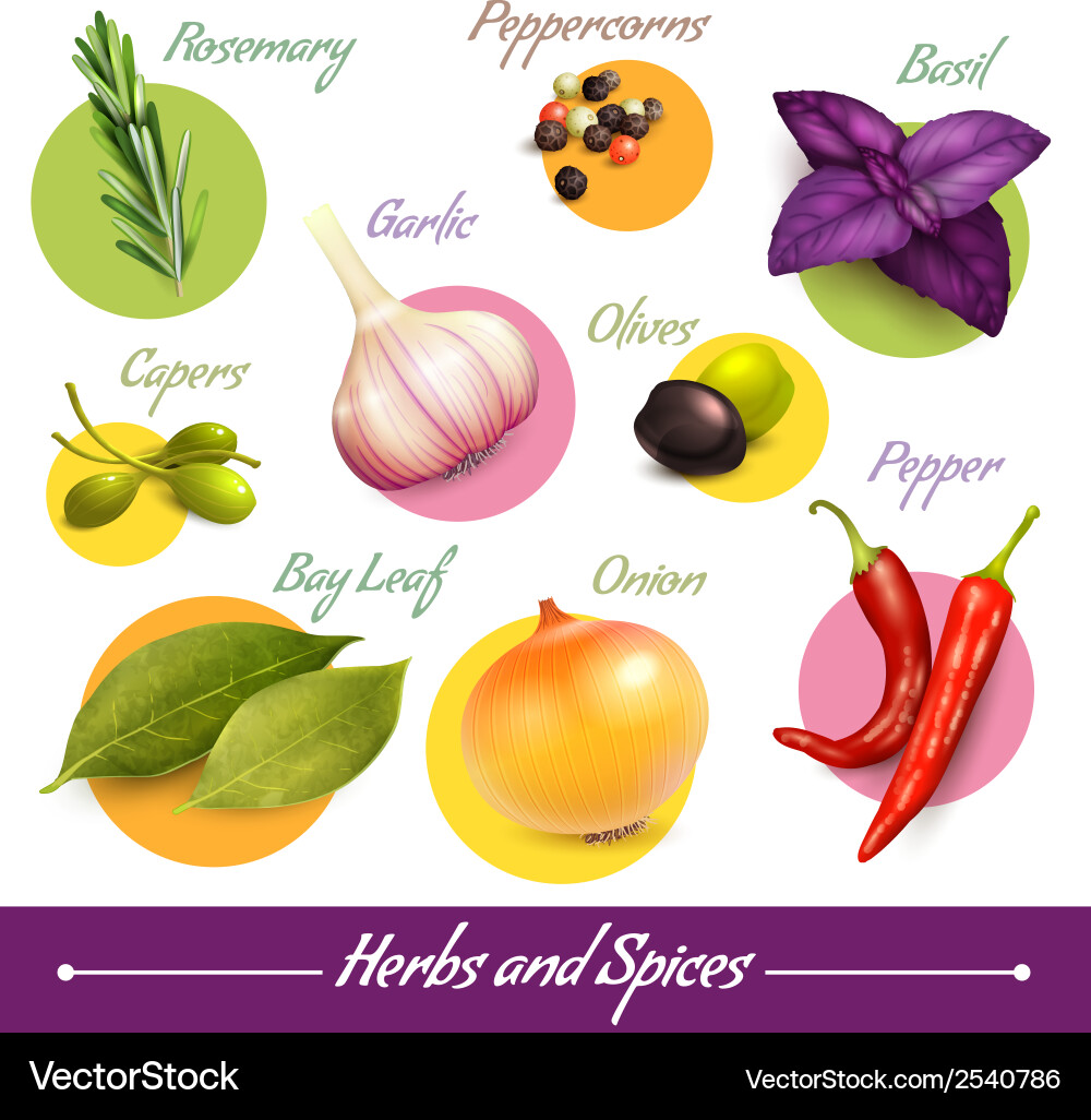 Spices & Herbs Collection Vector Image