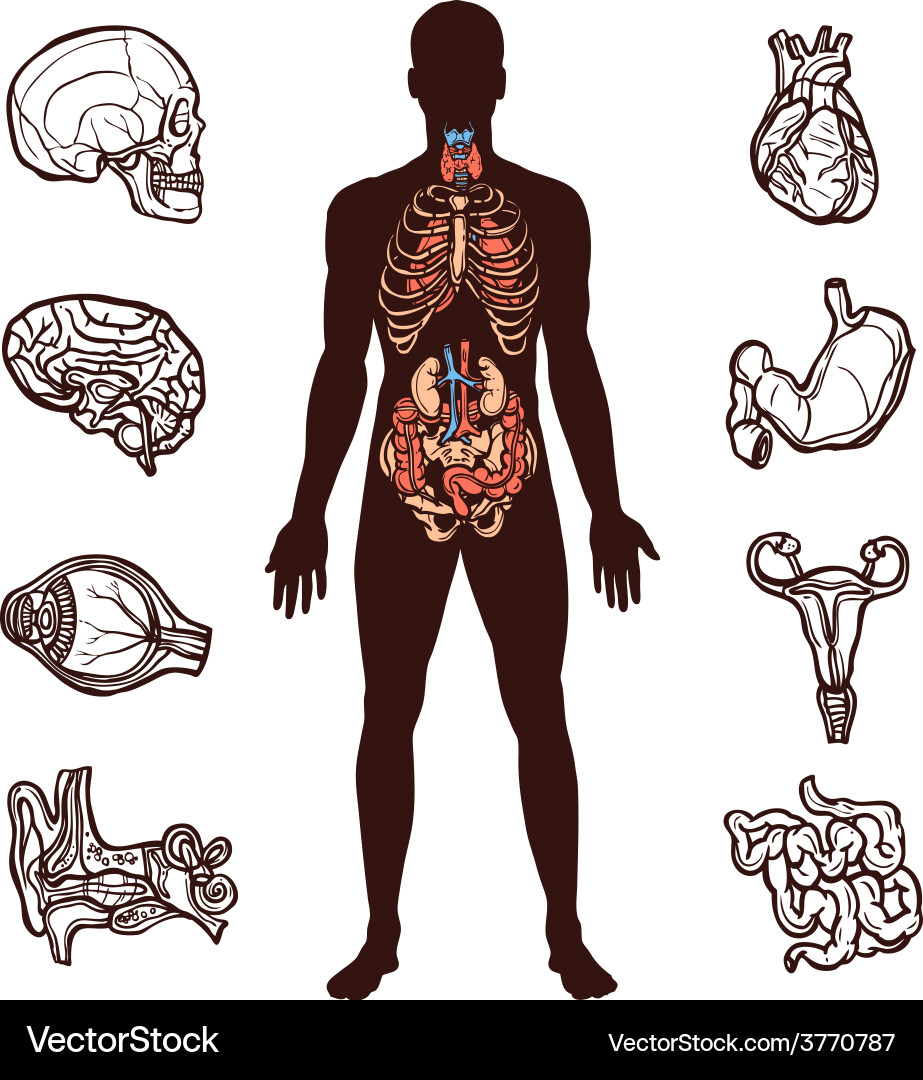 Human anatomy set vector image