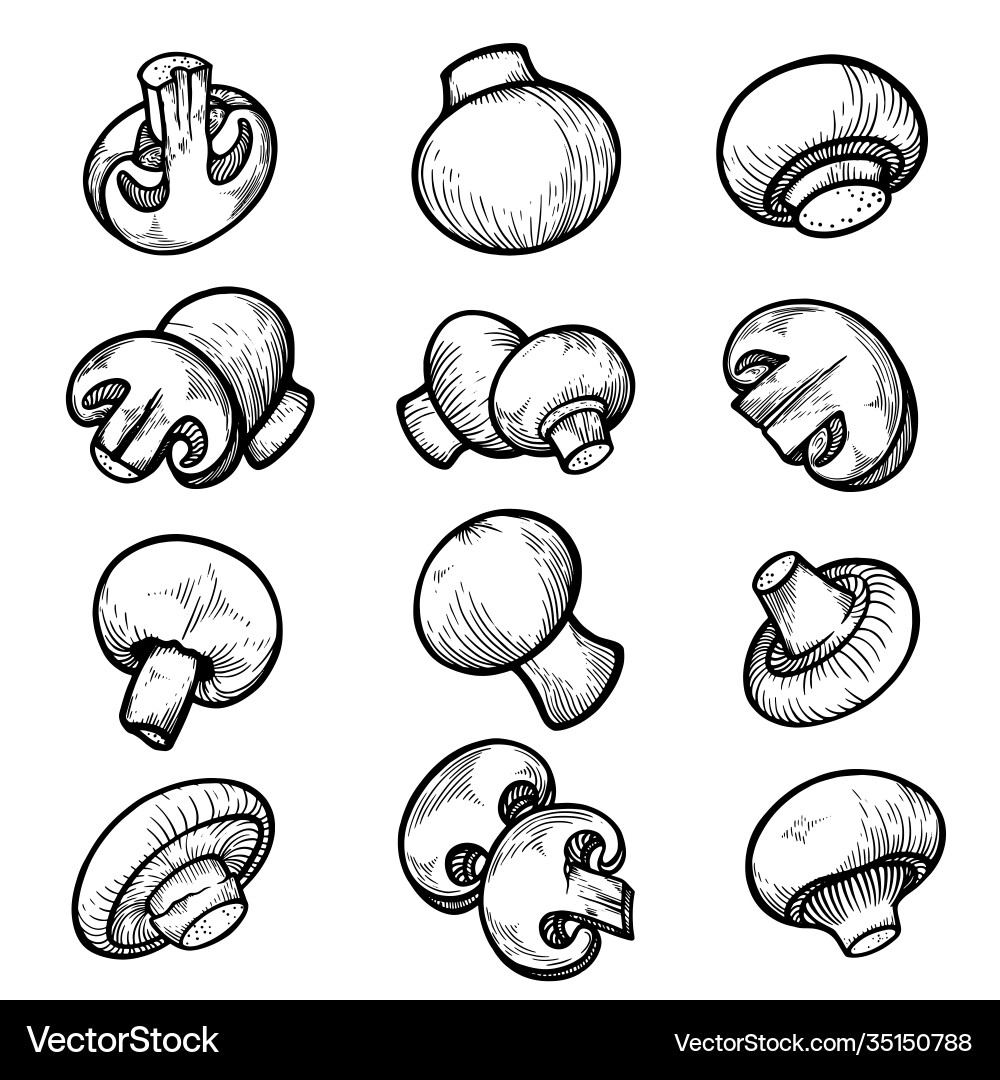 Champignon assortment in different positions Vector Image