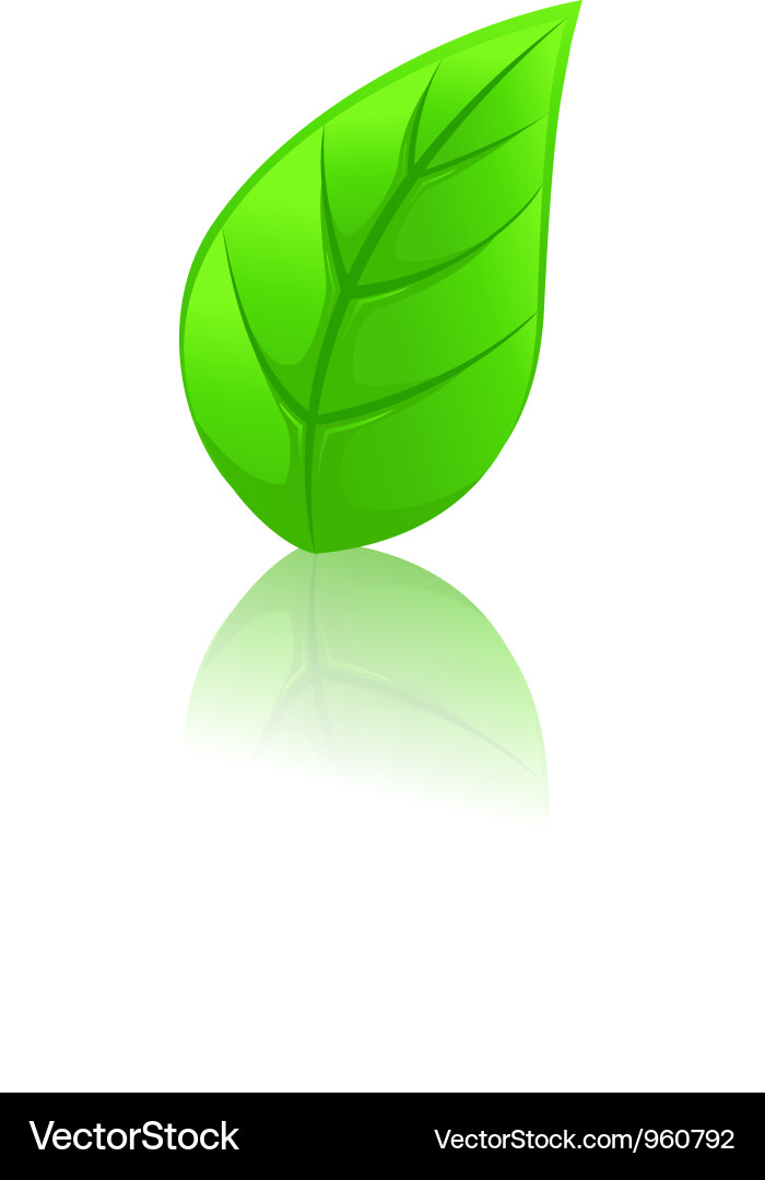 Green leaf Royalty Free Vector Image - VectorStock