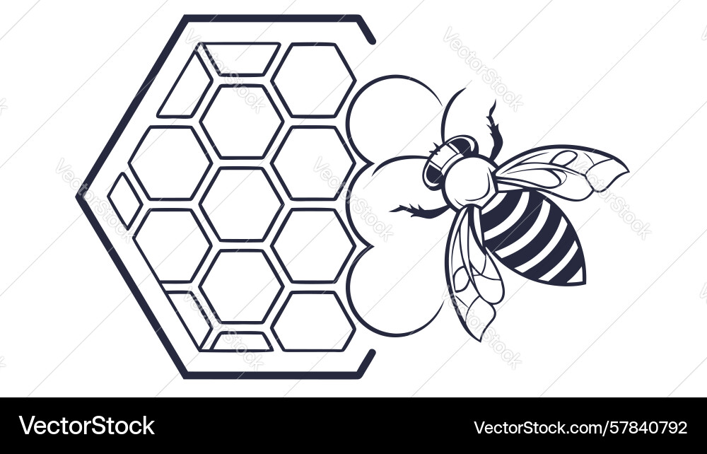 Honeybee in hexagonal honeycomb pattern design vector image