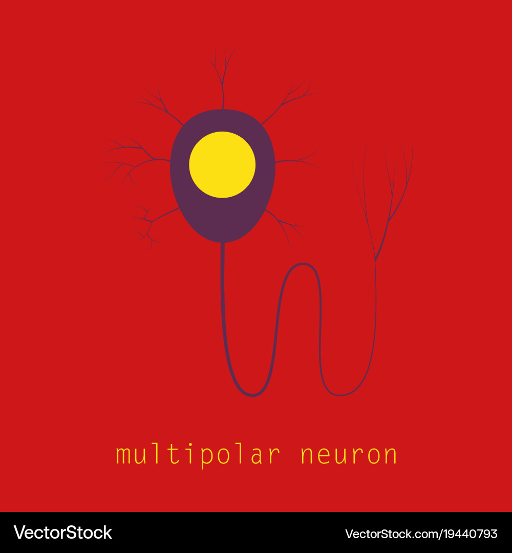 Struktur eines Motorneurons Vektorbild