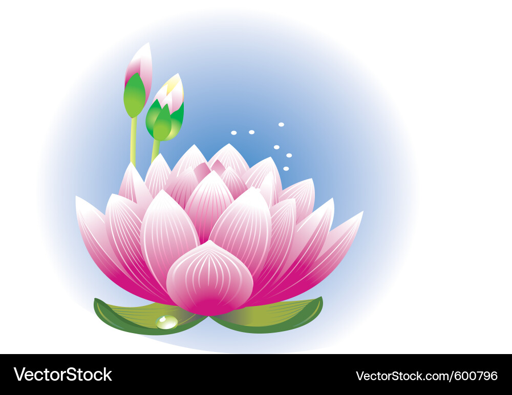 Lotus flower Royalty Free Vector Image - VectorStock