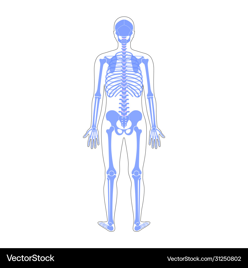 Human man skeleton anatomy Royalty Free Vector Image