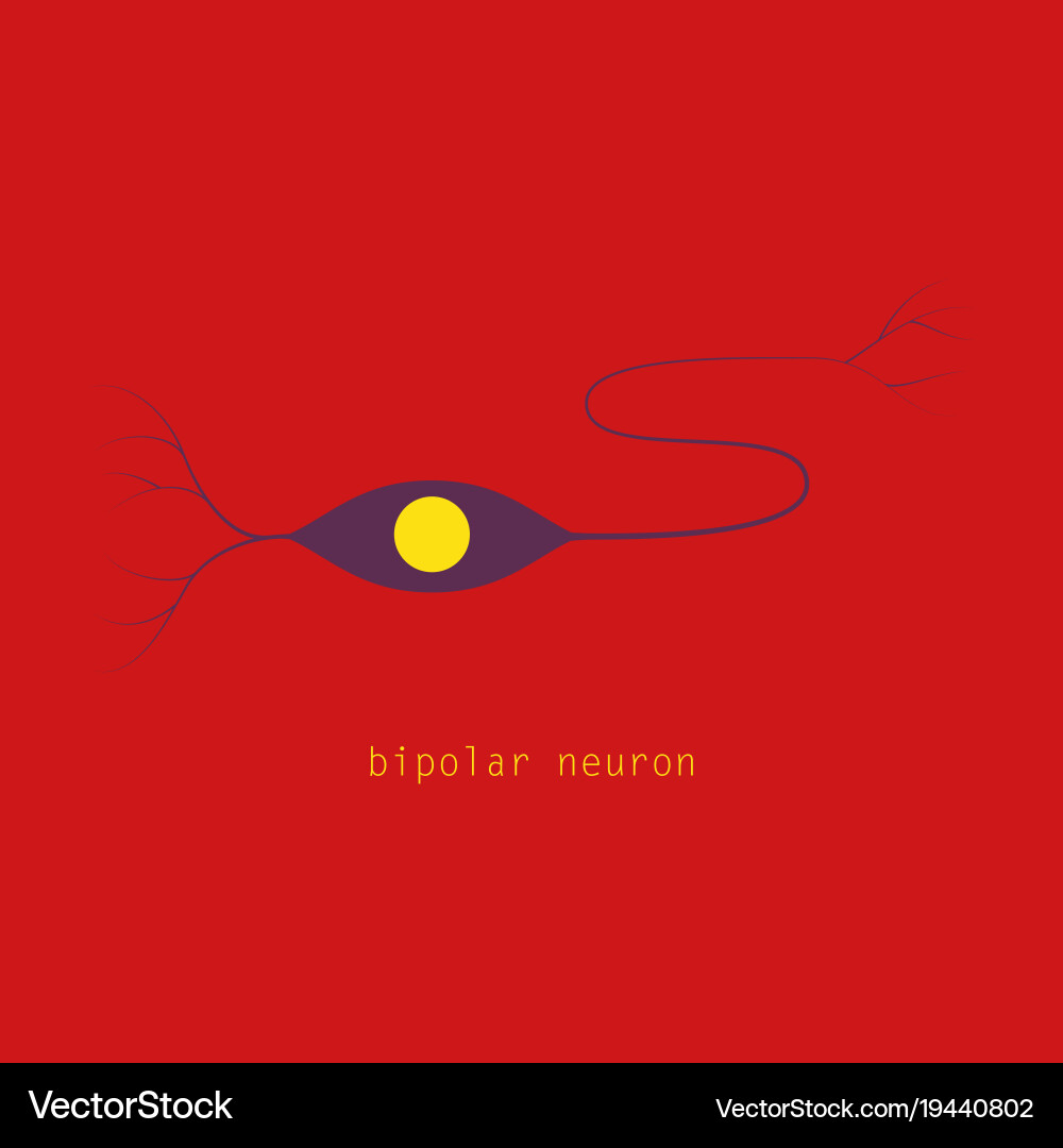 Structure of a motor neuron vector image