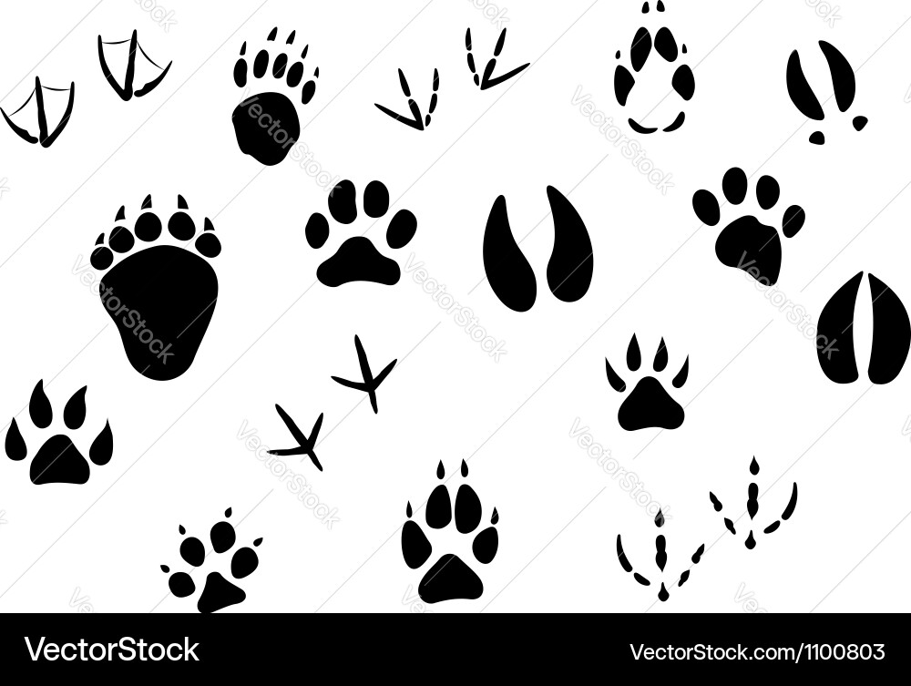 Animal Tracks and Footprints vector image