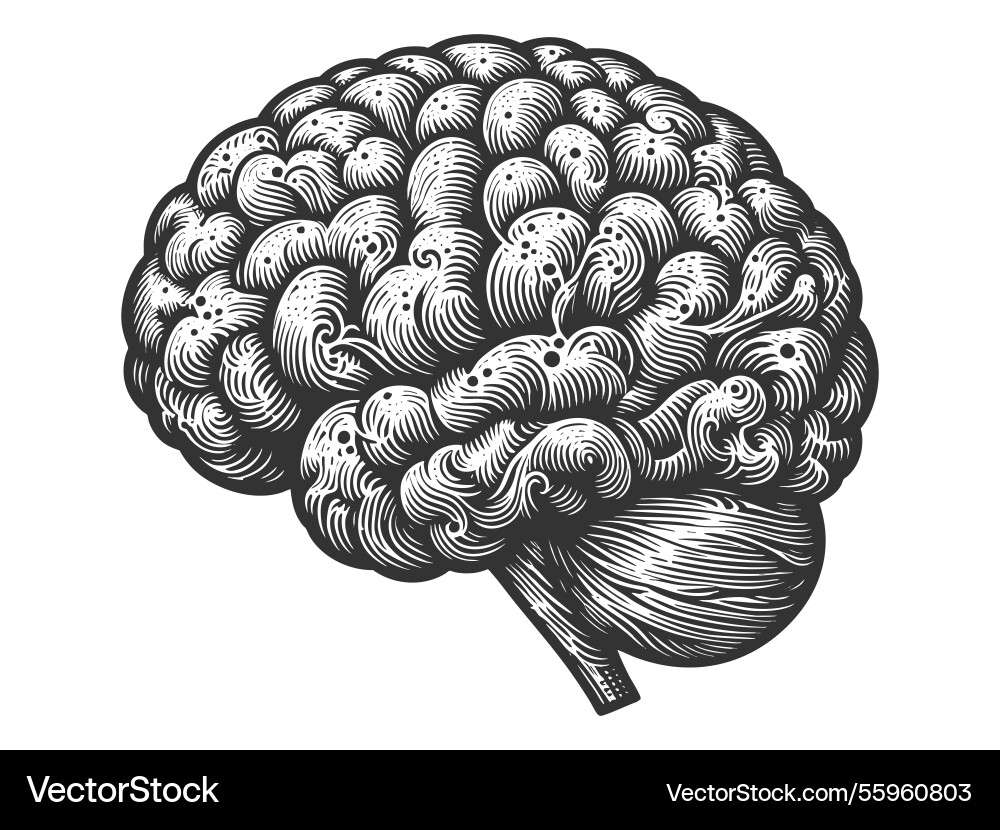 Human brain Royalty Free Vector Image - VectorStock