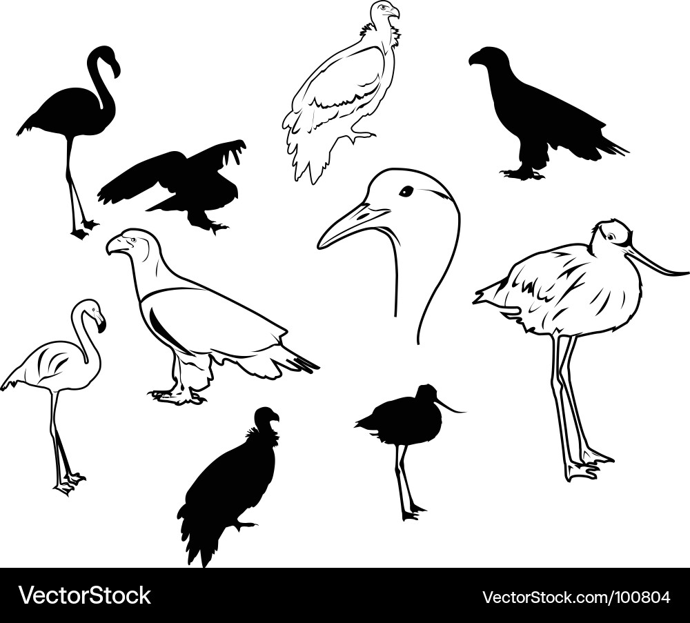 Bird Silhouettes and Outlines Vector Image