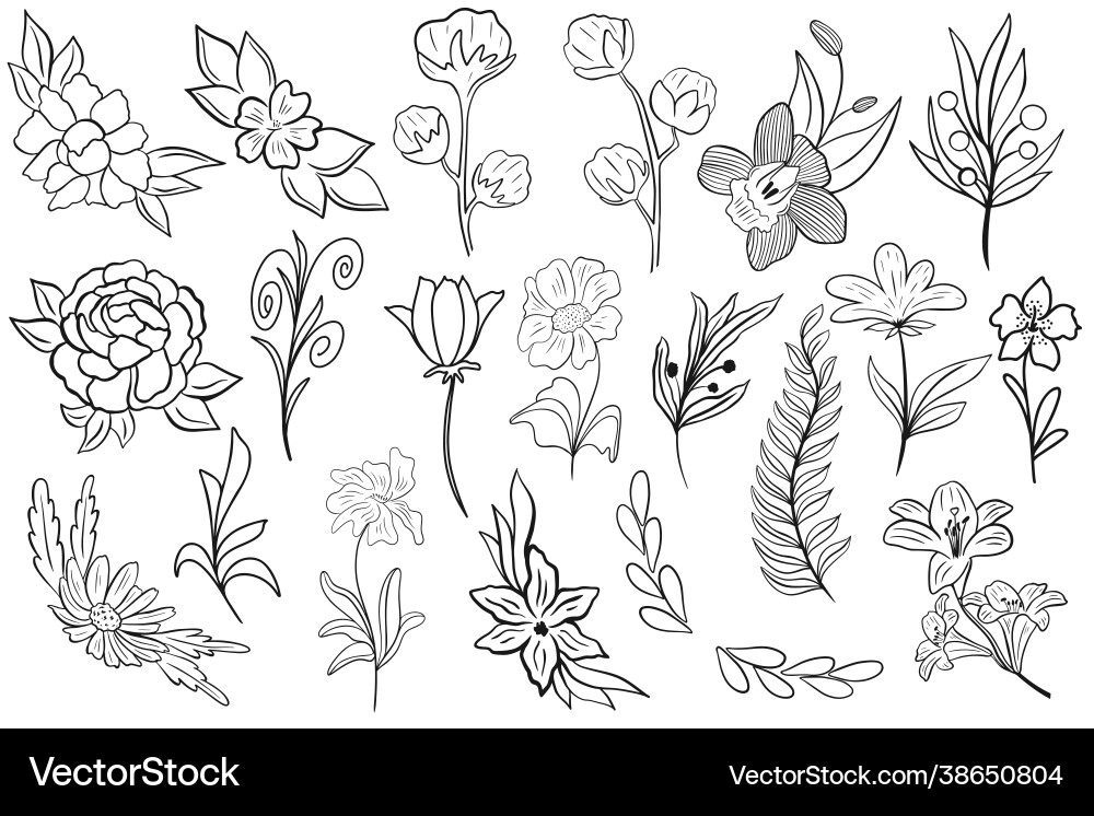 Set simple botanical elements for design Set simple botanical elements for design Vector Image