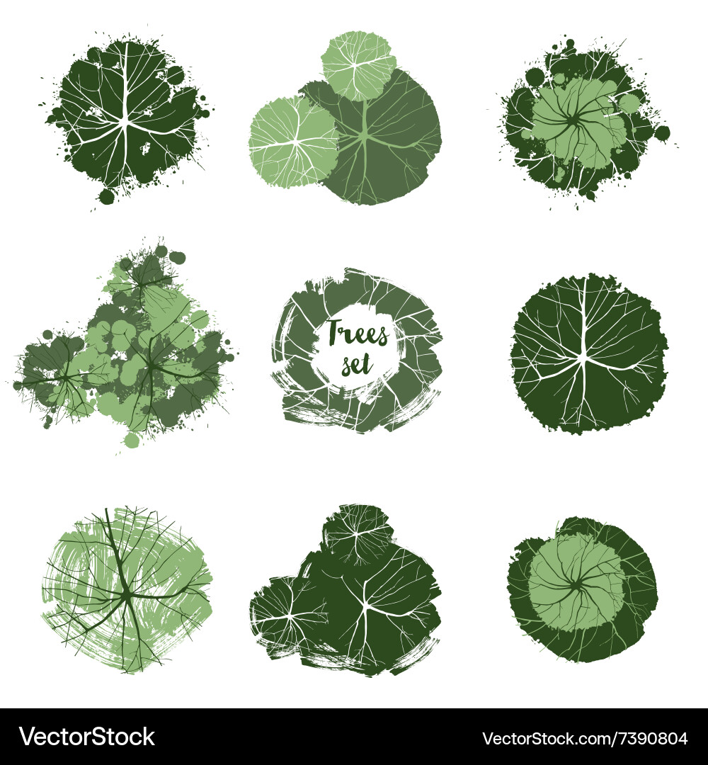 Top View Tree Collection vector image