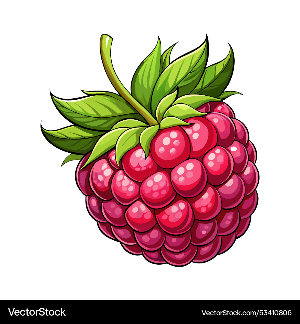 Raspberry art Raspberry art vector image