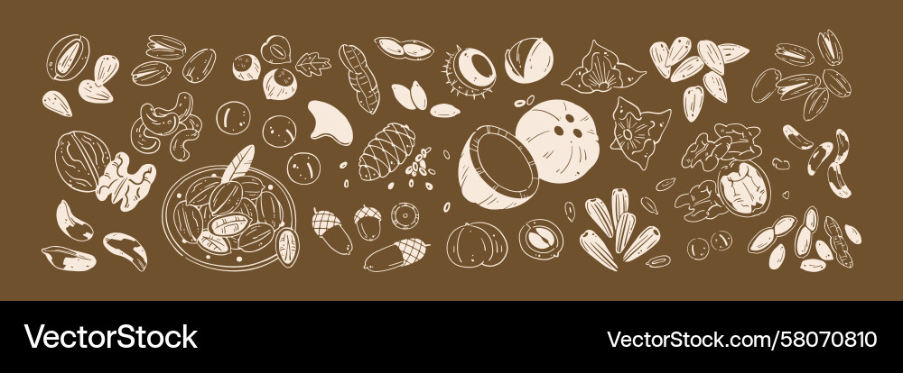 Assorted Nuts Collection Vector Image