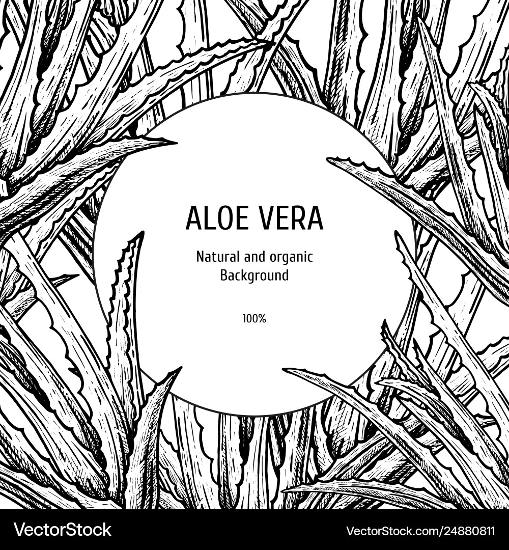 Hand drawn background with aloe vera vintage Hand drawn background with aloe vera vintage vector image