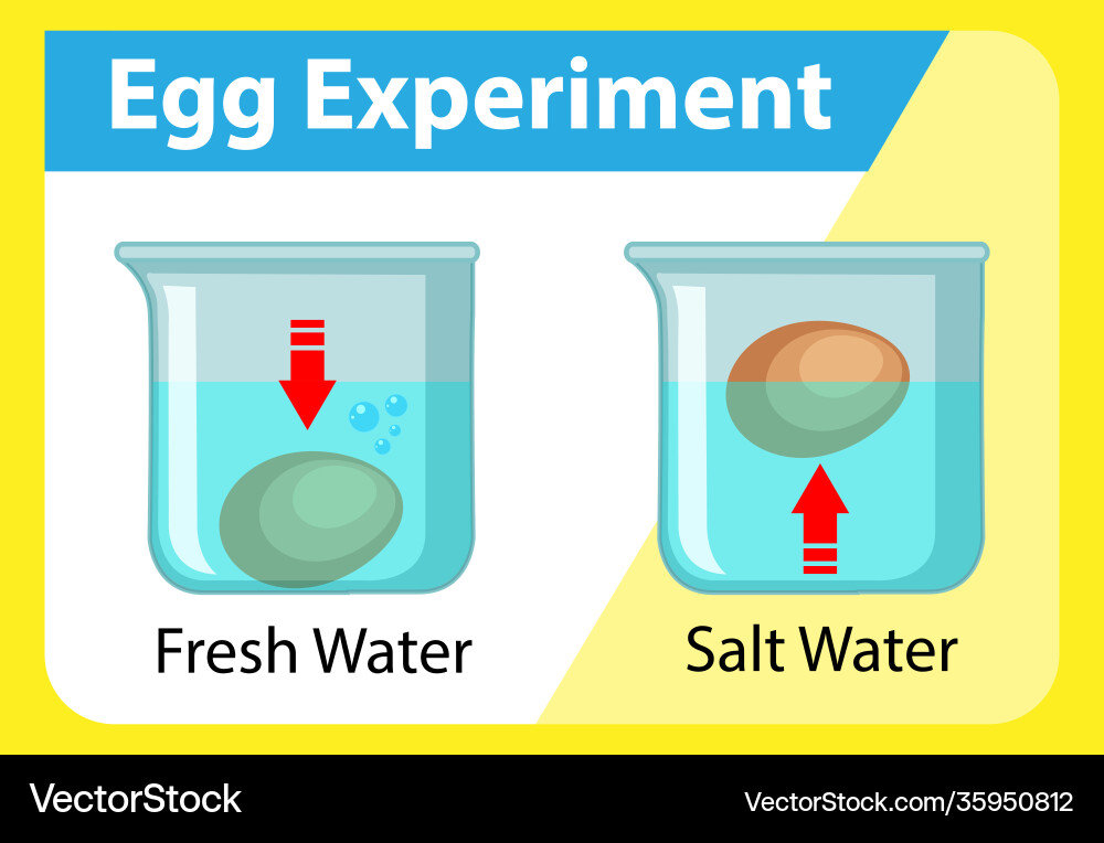 Science experiment with egg float test Science experiment with egg float test Vector Image