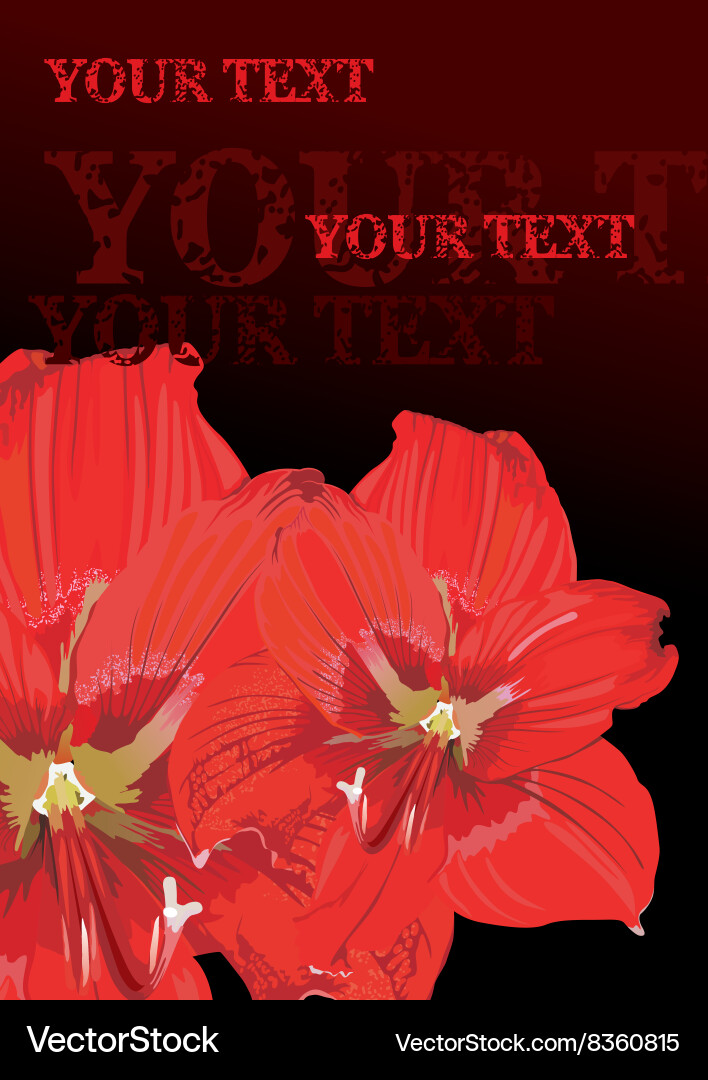 Red lily design with text space Vector Image