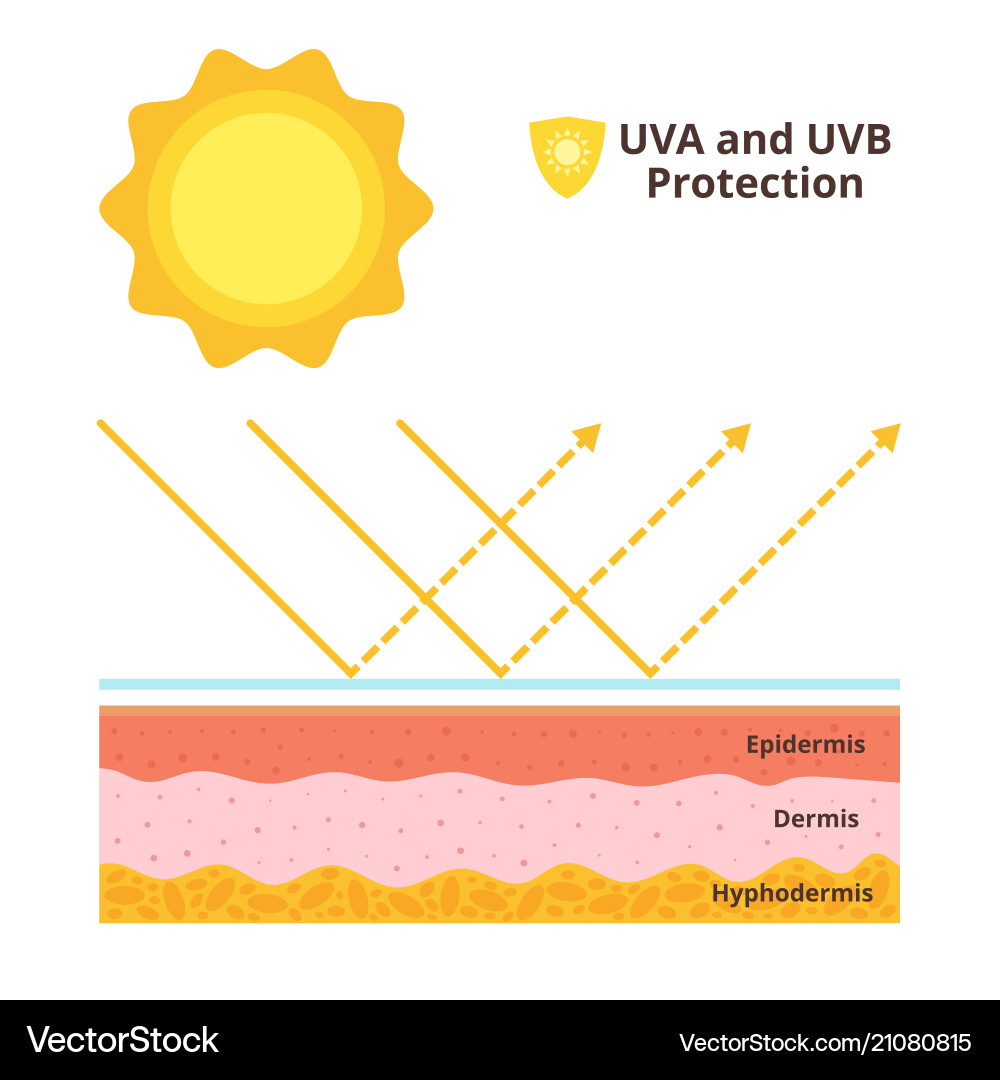Uva and uvb protection concept Vector Image