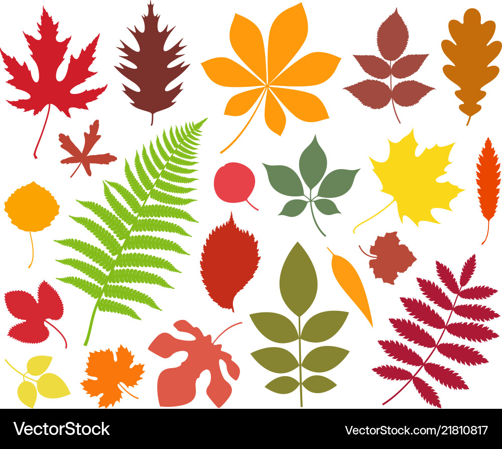 Leaf silhouette Leaf silhouette vector image