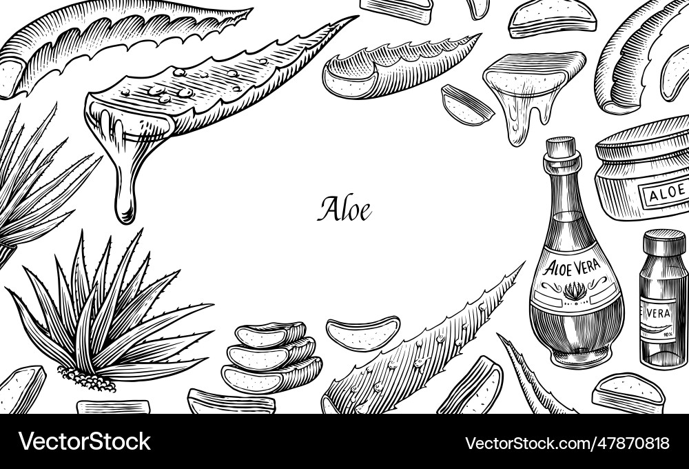 Aloe vera set sketch of plant and bunch vector image