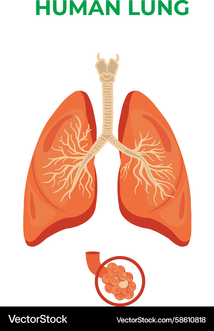 Lung structure and its functional parts Lung structure and its functional parts Vector Image