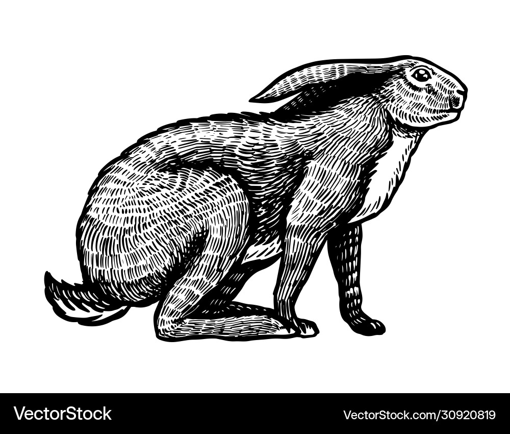 Wilde Hase oder braunes Kaninchen sitzt europäische Hase Wilde Hase oder braunes Kaninchen sitzt europäische Hase vektorbild