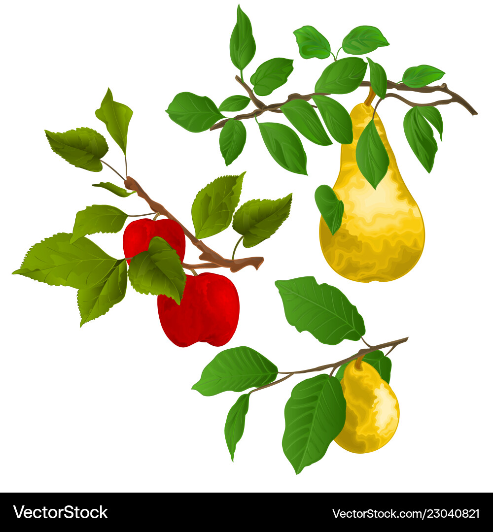 Branch apple tree with red apples and pears Vector Image