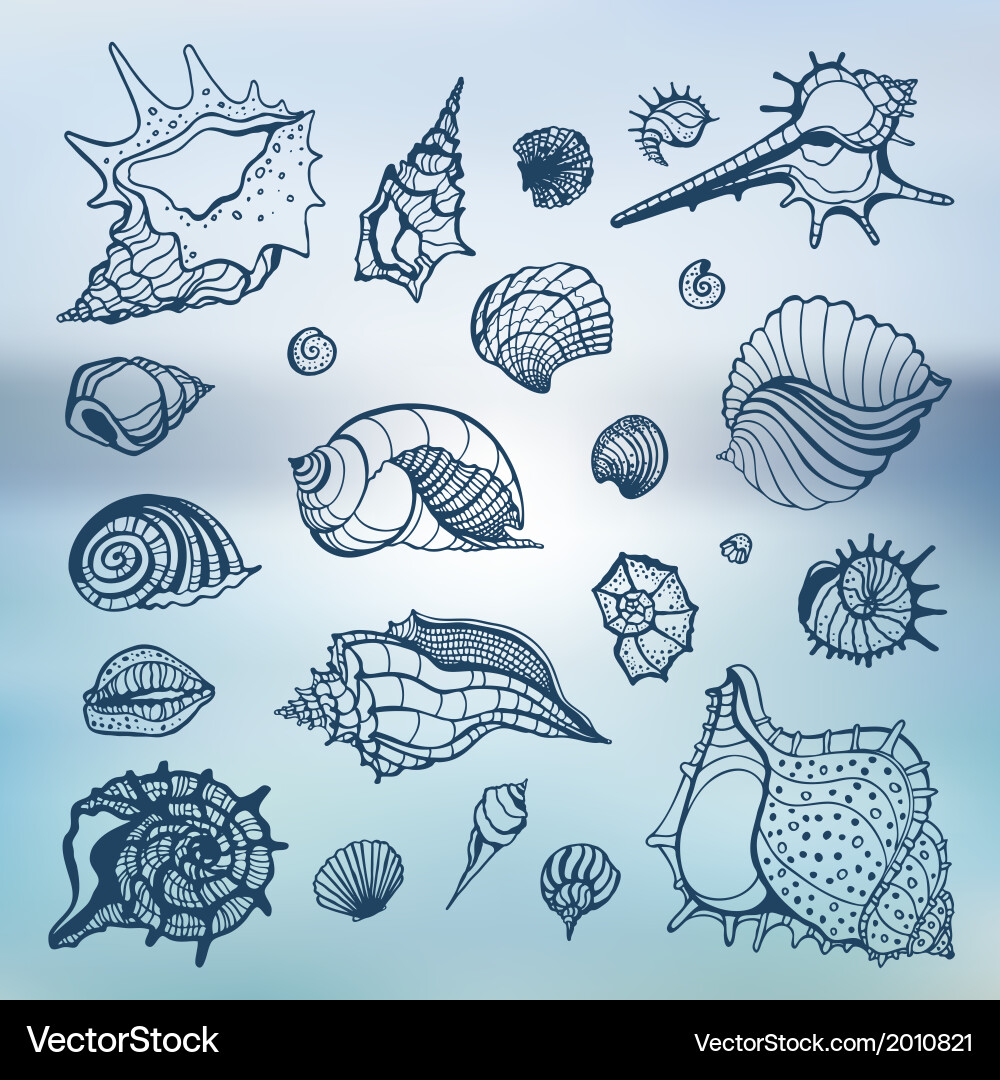 Seashell Collection Blurred Background vector image