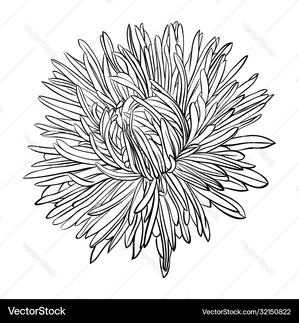 Schöne monochrome schwarze und weiße Aster Blume Schöne monochrome schwarze und weiße Aster Blume vektorbild