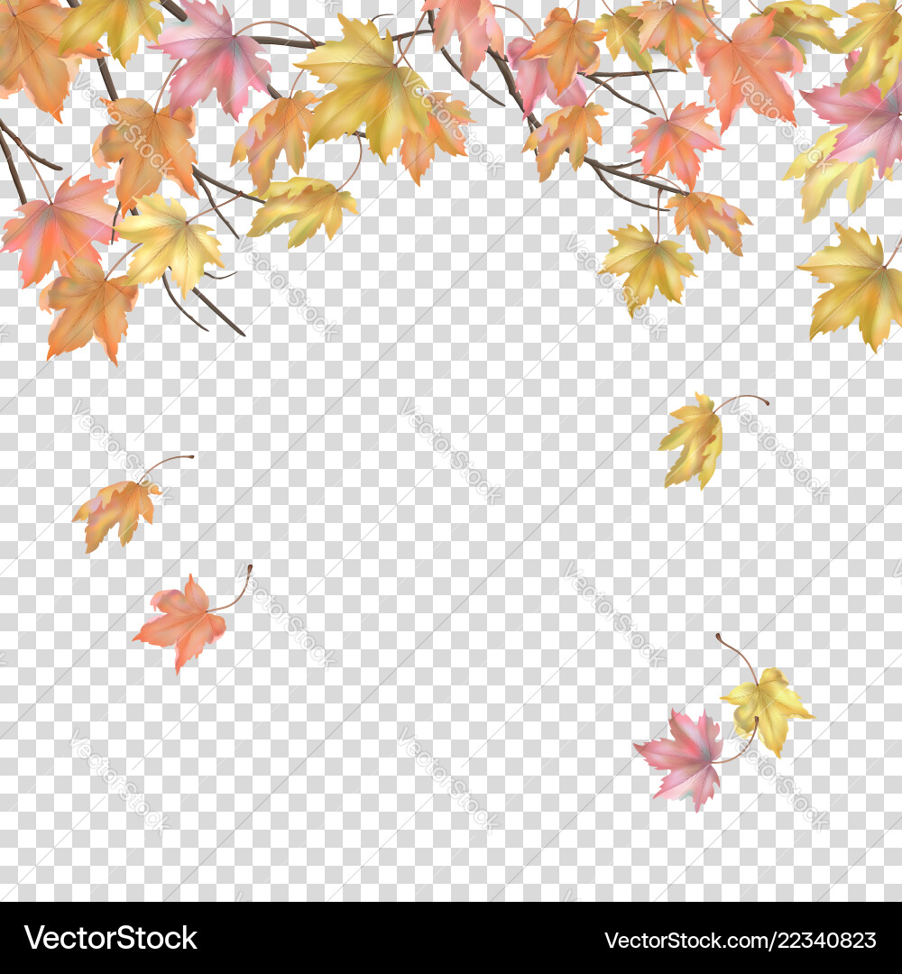 Autumn background with maple leaves Vector Image