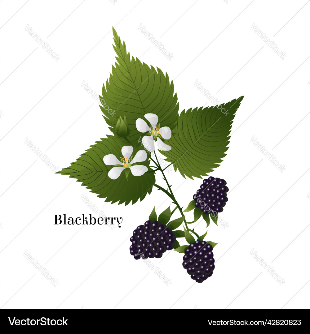 Isolated image with branch of blackberry Isolated image with branch of blackberry Vector Image