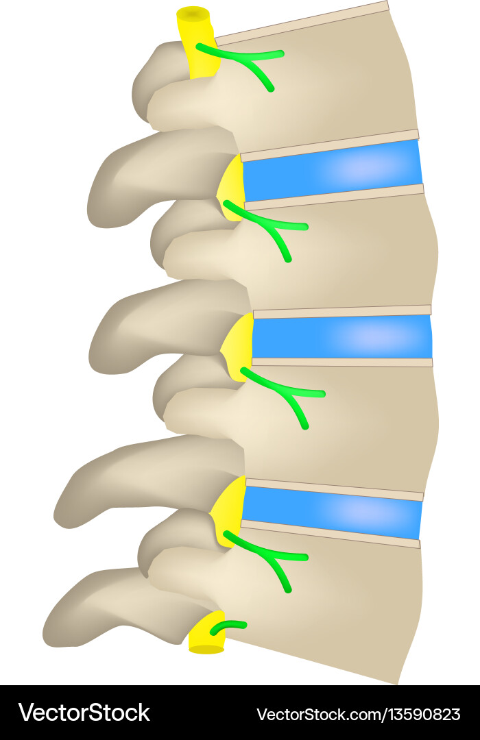 Structure of the spine side view Structure of the spine side view vector image