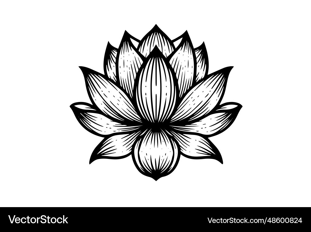 A lotus lily water flower in vintage woodcut A lotus lily water flower in vintage woodcut vector image