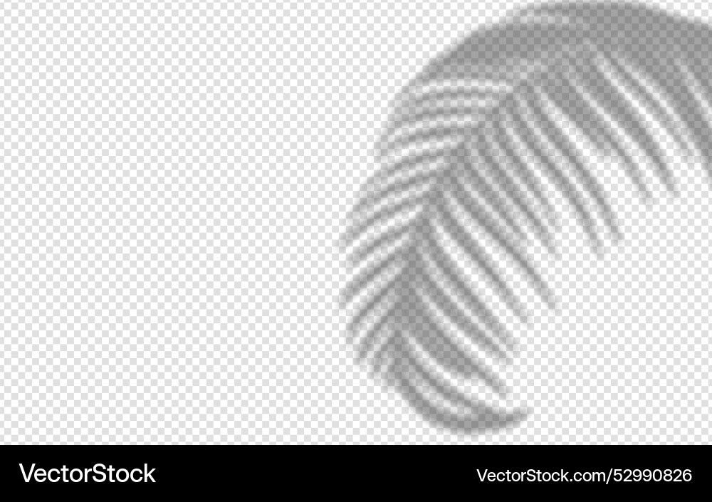 Shadow overlay from a palm tree branch isolated Shadow overlay from a palm tree branch isolated vector image